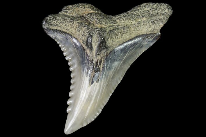 Hemipristis Shark Tooth Fossil - Virginia #96555